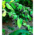 Belladonna extract