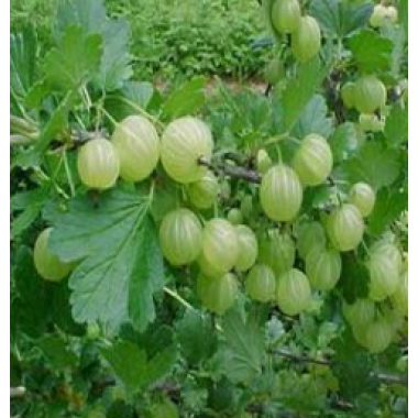 Amla Extract 40% (Emblica officinalis)