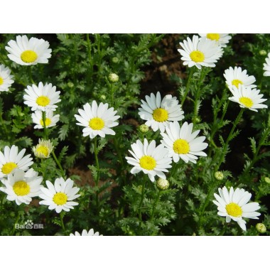 Feverfew Extract