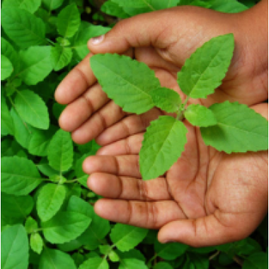 Star Ashwa Tulasi Capsules (Withania somnifera. and Ocimum sanctum)