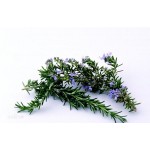 Rosmarinic acid 5-90%,rosemary extract,20283-92-5,Benzenepropanoic acid,