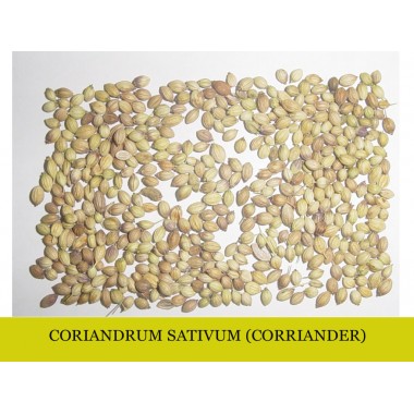 Coriander