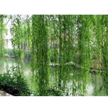 White Willow Bark Extract Salicin CAS:138-52-3 With good quality and low price