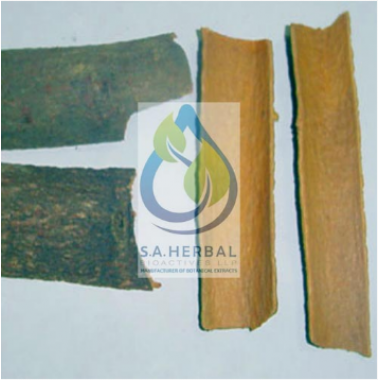 Cinnamomum cassia