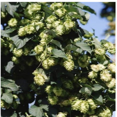 Hops Extract