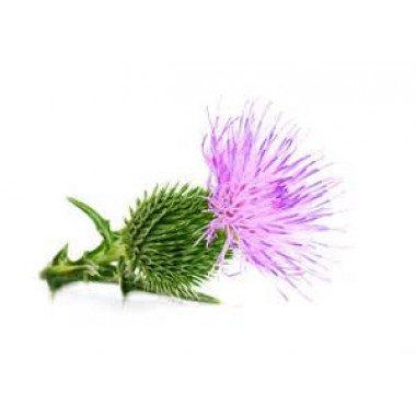 Milk Thistle Extract