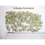 Tribulus terresteris