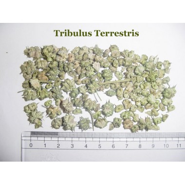 Tribulus terresteris