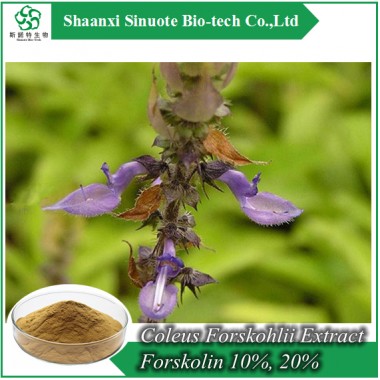 100% Pure Coleus Forskohlii Extract Forskolin 10%, 20% HPLC