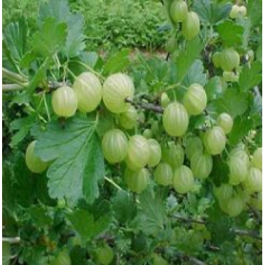 Amla Extract 4% (Emblica officinalis)
