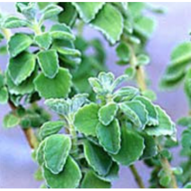 Water soluble Forskolin 10% (Coleus forskholii)