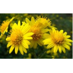 Wild Chrysanthemum flower Extract