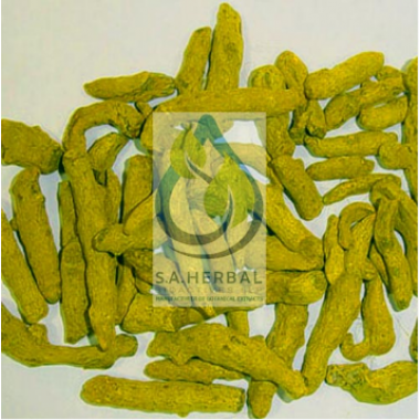 Curcuma longa