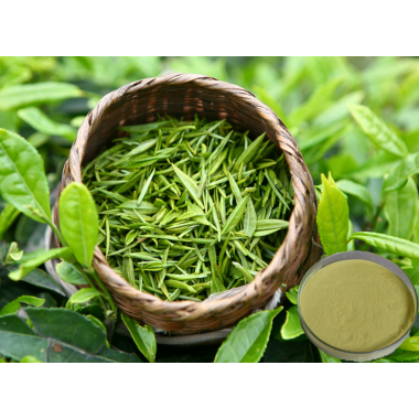 Green Tea Extract