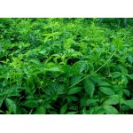 Gynostemma Pentaphyllum Extract