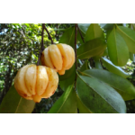 Garcinia Extract 50% and 60% (Garcinia cambogia)