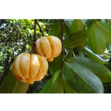 Garcinia Extract 50% and 60% (Garcinia cambogia)