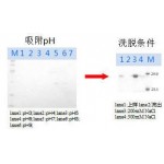 Recombinant human chymotrypsin