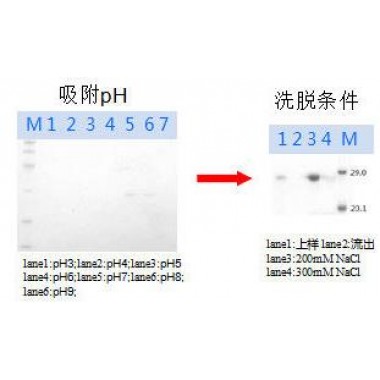 Recombinant human chymotrypsin