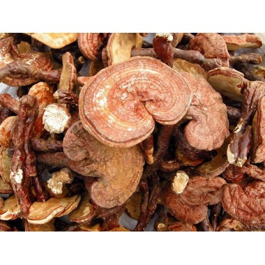 Ganoderma lucidum extract