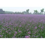 Verbena herb powder, Verbena officinalis Extract