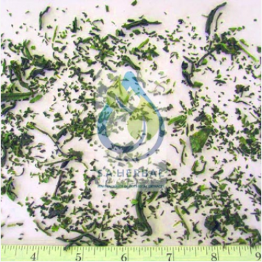 Camellia sinensis