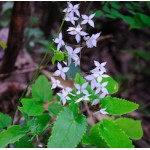 Epimedium grandiflorum