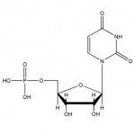 Uridine 5\'-monophosphte (UMP-H, CAS No.58-97-9)