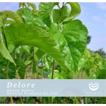 Mulberry Leaf Extract 1-DNJ/1-Deoxynojirimycin