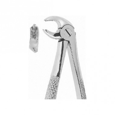 Lower Molars