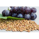 Grape Seed Extract