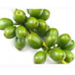 Caffeine (Coffea robusta)