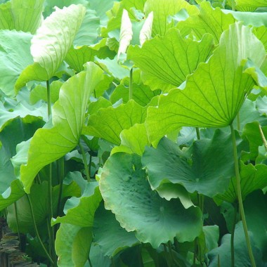 Lotus Leaf Extract