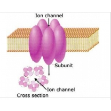 Potassium Channels