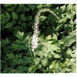 Black Cohosh Extract