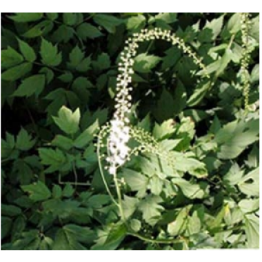 Black Cohosh Extract