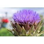 Artichoke Extract