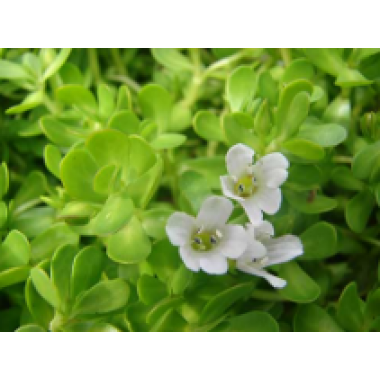 Bacopa extract 20% and 40% (Bacopa monnieri)