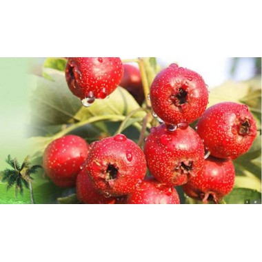 Hawthorn Fruit Extract