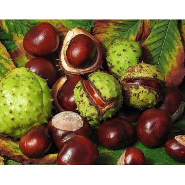 Horse Chestnut Extract