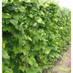 Kidney bean Extract 8000 IU, 14000 IU and 20000 IU (Phaseolus vulgaris)