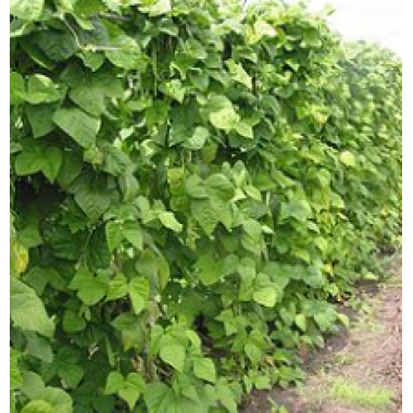 Kidney bean Extract 8000 IU, 14000 IU and 20000 IU (Phaseolus vulgaris)