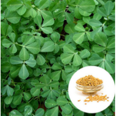 Fenugreek extract 70% (Trigonella foenum graecum)