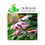 Echinacea Herb P.E