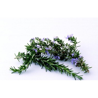 Ursolic acid25-98%,77-52-1,Rosemary extract