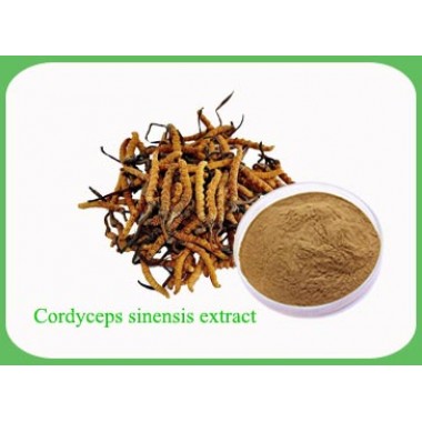 Cordyceps Sinensis Extract