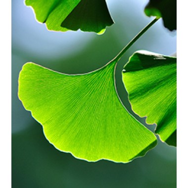 Ginkgo biloba extract